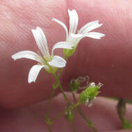 صورة Mononeuria muscorum (Fassett) Dillenb. & Kadereit