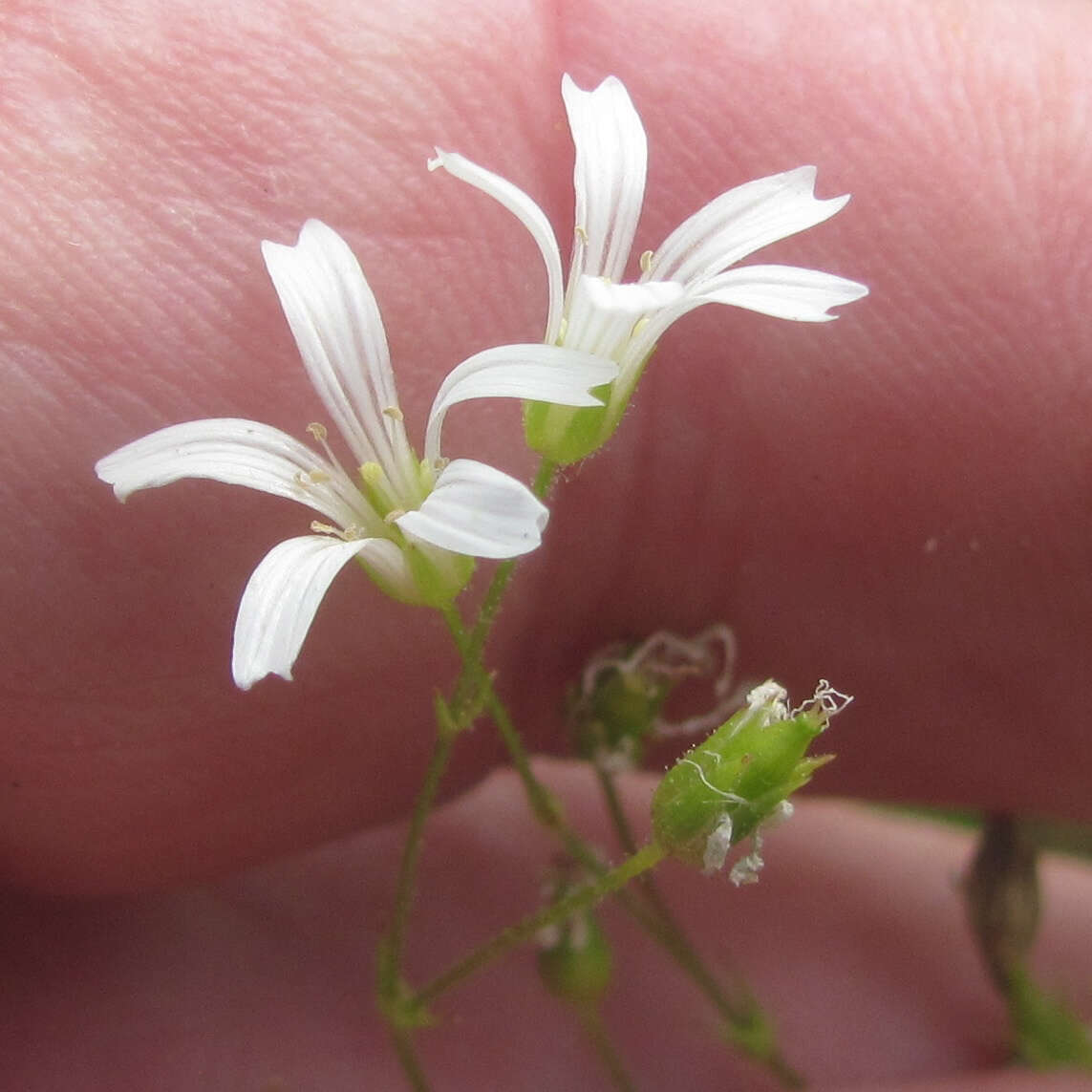 صورة Mononeuria muscorum (Fassett) Dillenb. & Kadereit