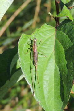 Слика од Conocephalus (Anisoptera) strictus (Scudder & S. H. 1875)