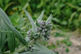 Image of Anchusa leptophylla Roem. & Schult.