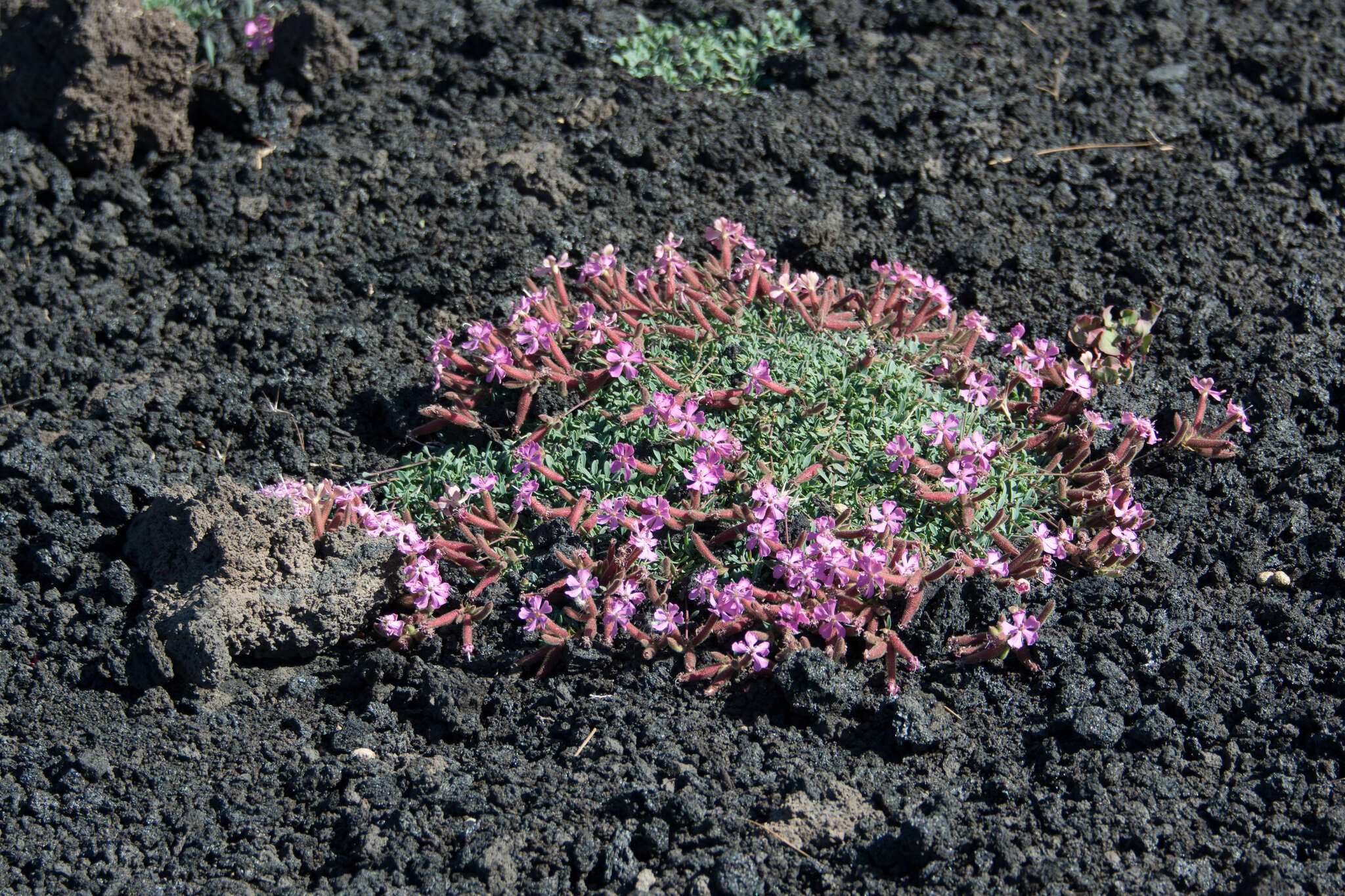 Imagem de Saponaria sicula Raf.