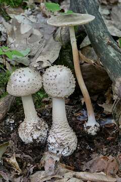 Image de Amanita atkinsoniana Coker 1917