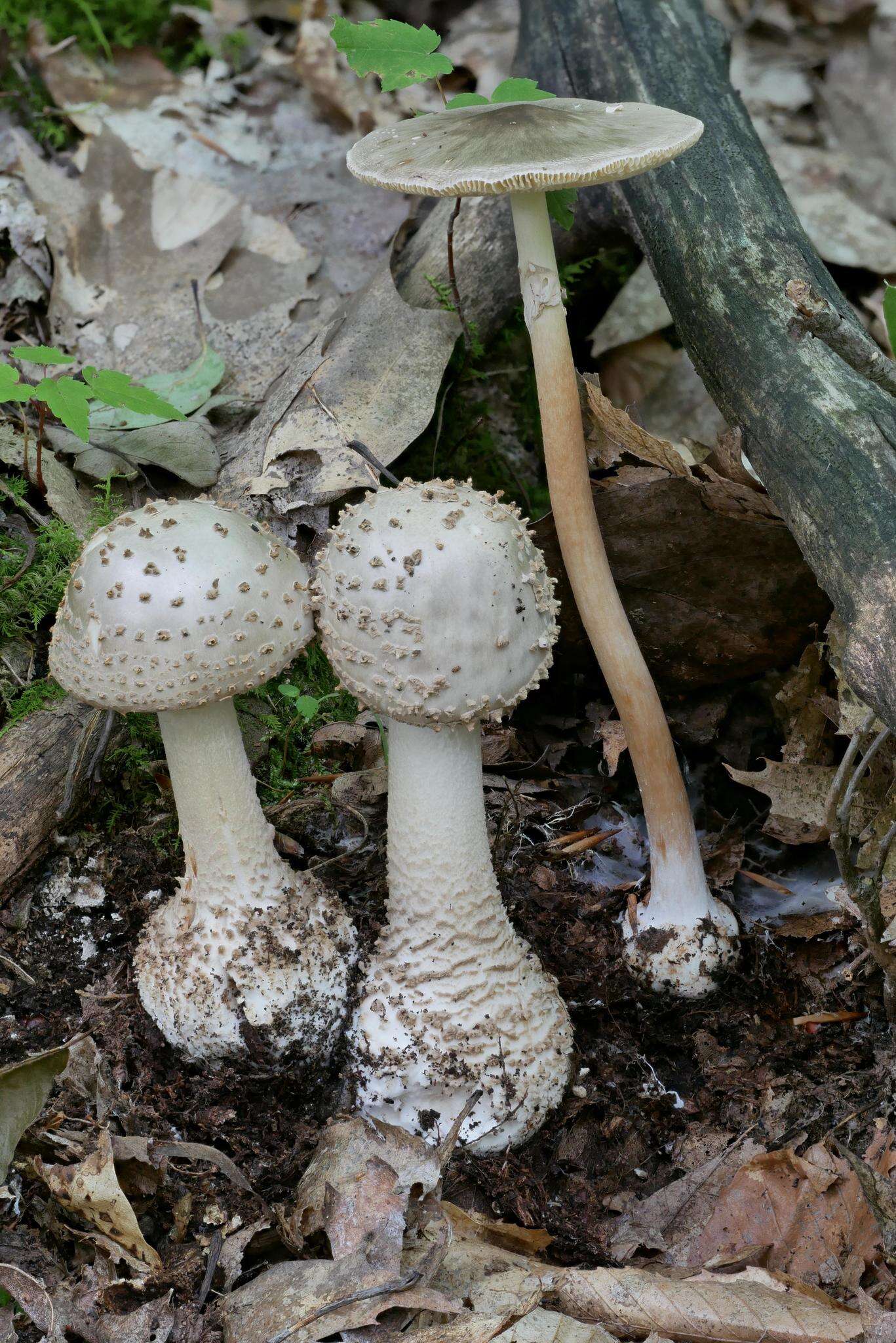 Image of Amanita atkinsoniana Coker 1917