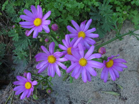 Image of redpurple ragwort