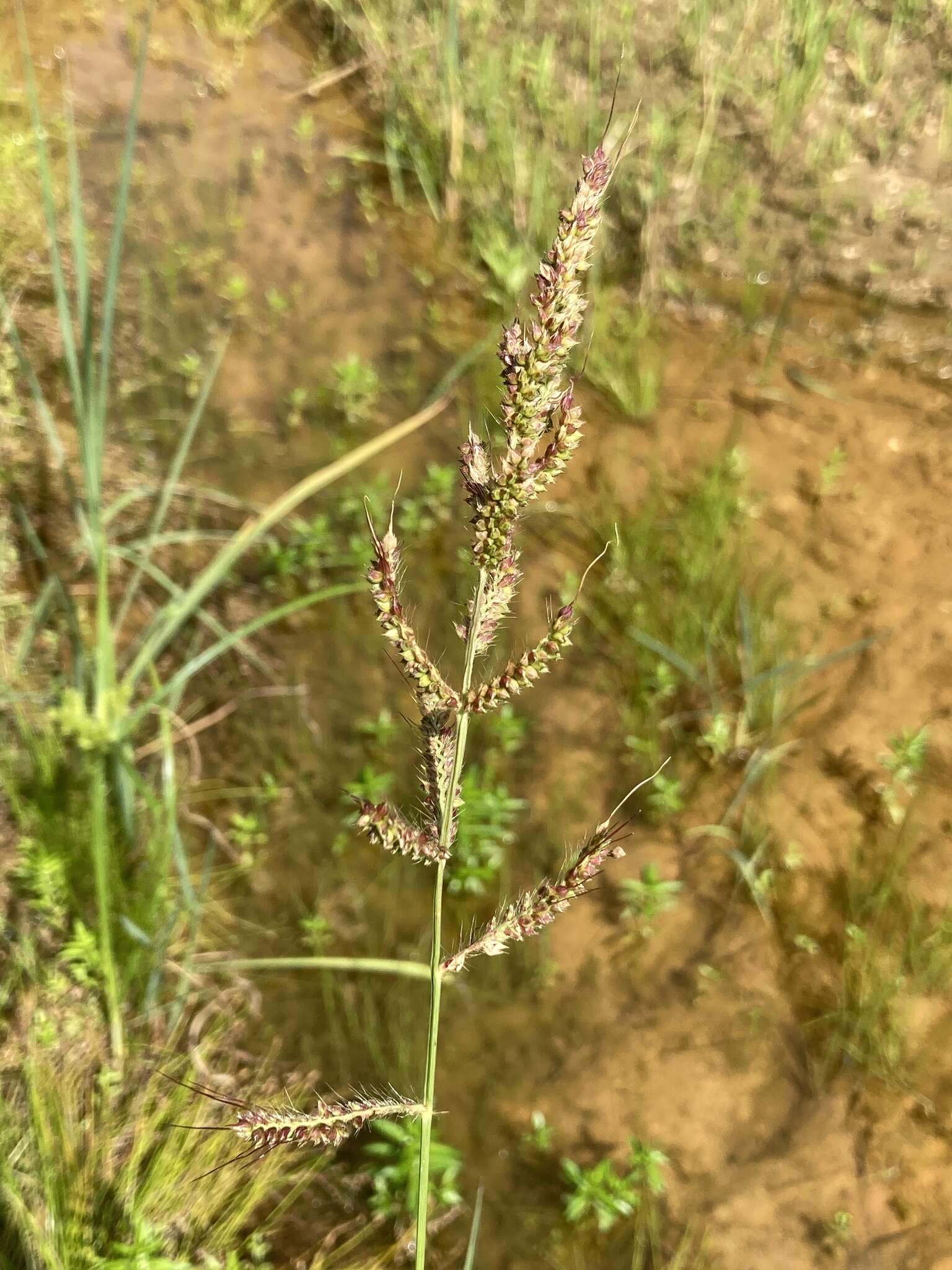 Plancia ëd Echinochloa muricata (P. Beauv.) Fernald