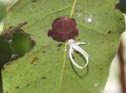 Image of Ricania guttata (Walker 1851)