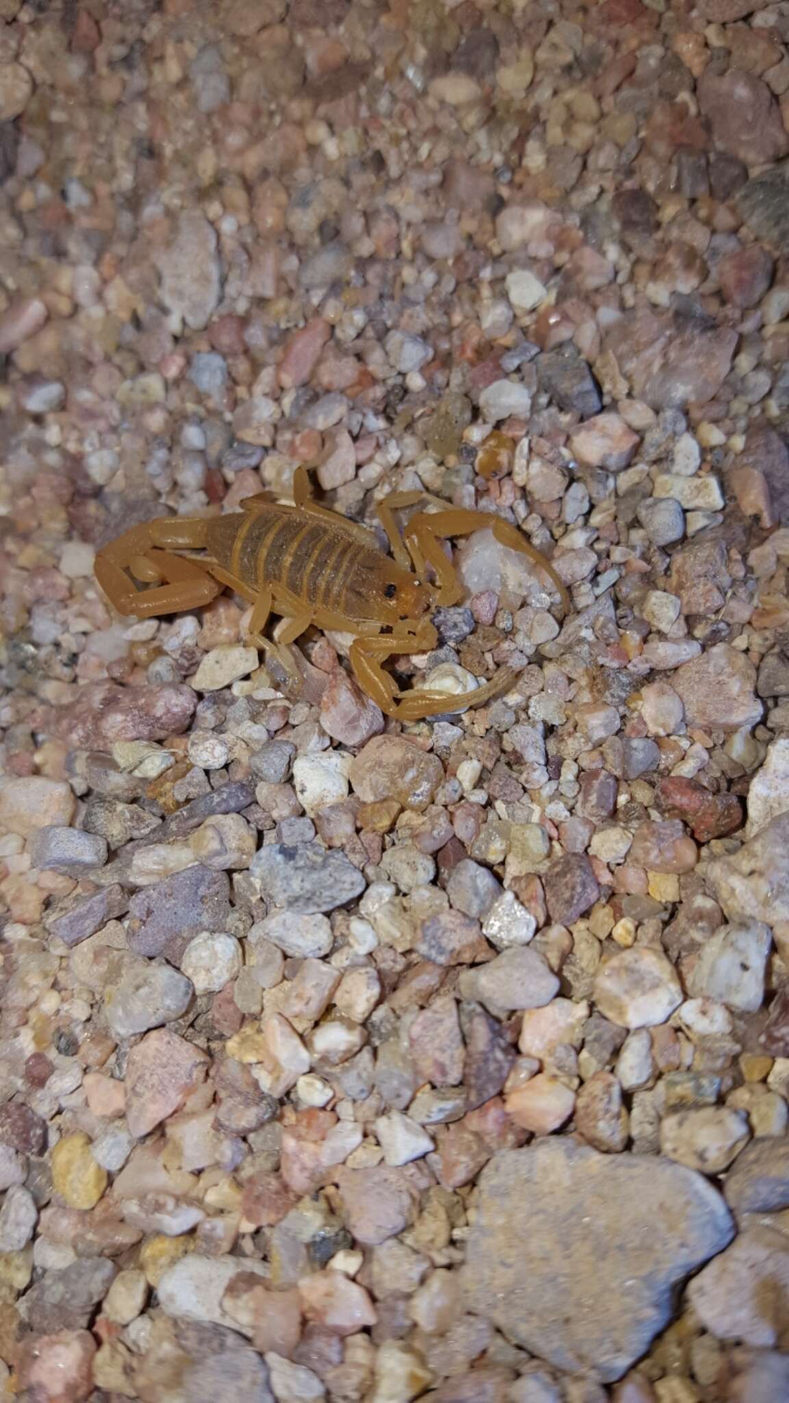 Image of Arizona Bark Scorpion