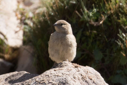 Image of Greater Yellow Finch