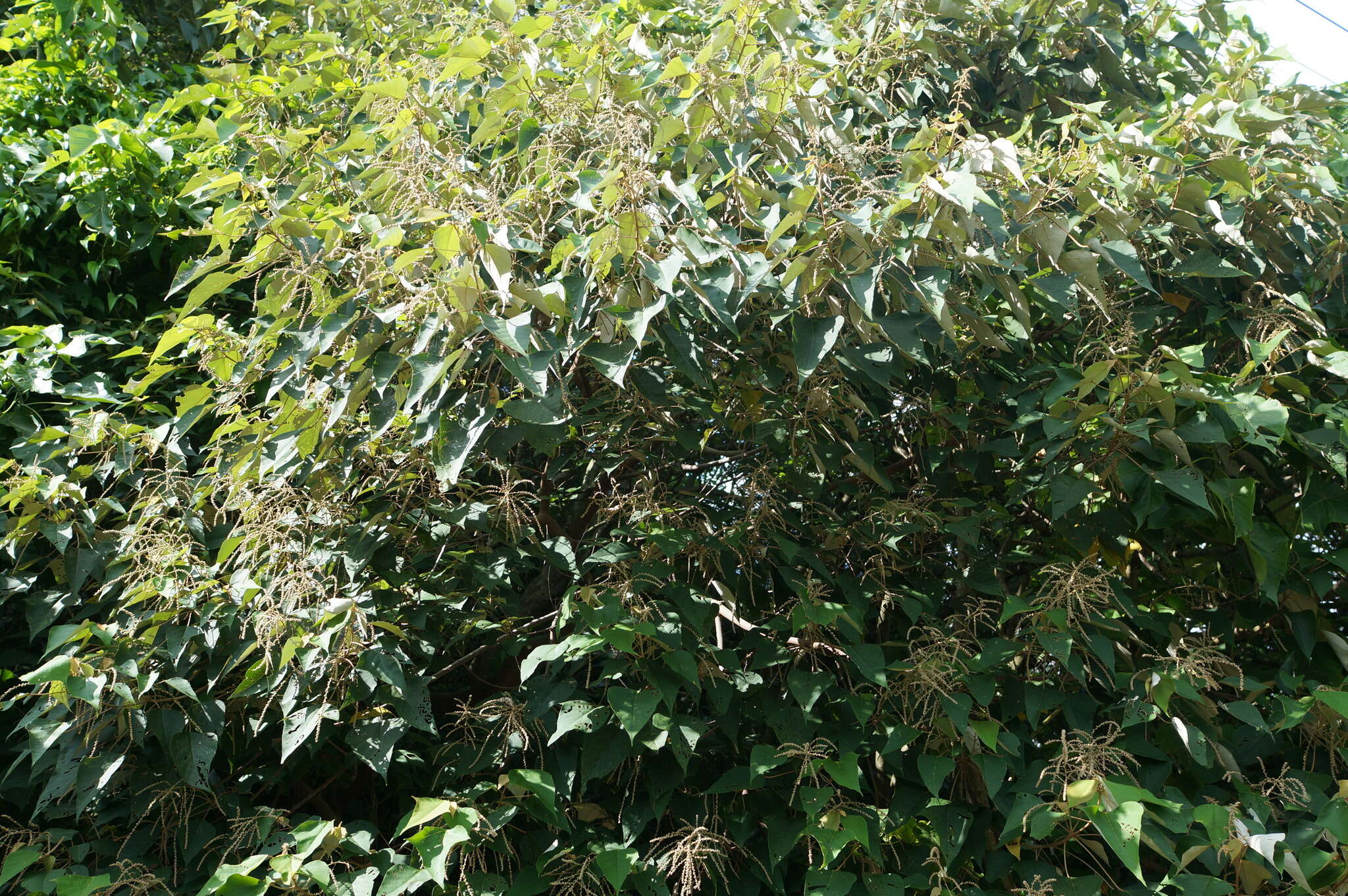 Sivun Mallotus paniculatus (Lam.) Müll. Arg. kuva