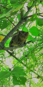 Image of Bare-shanked Screech Owl