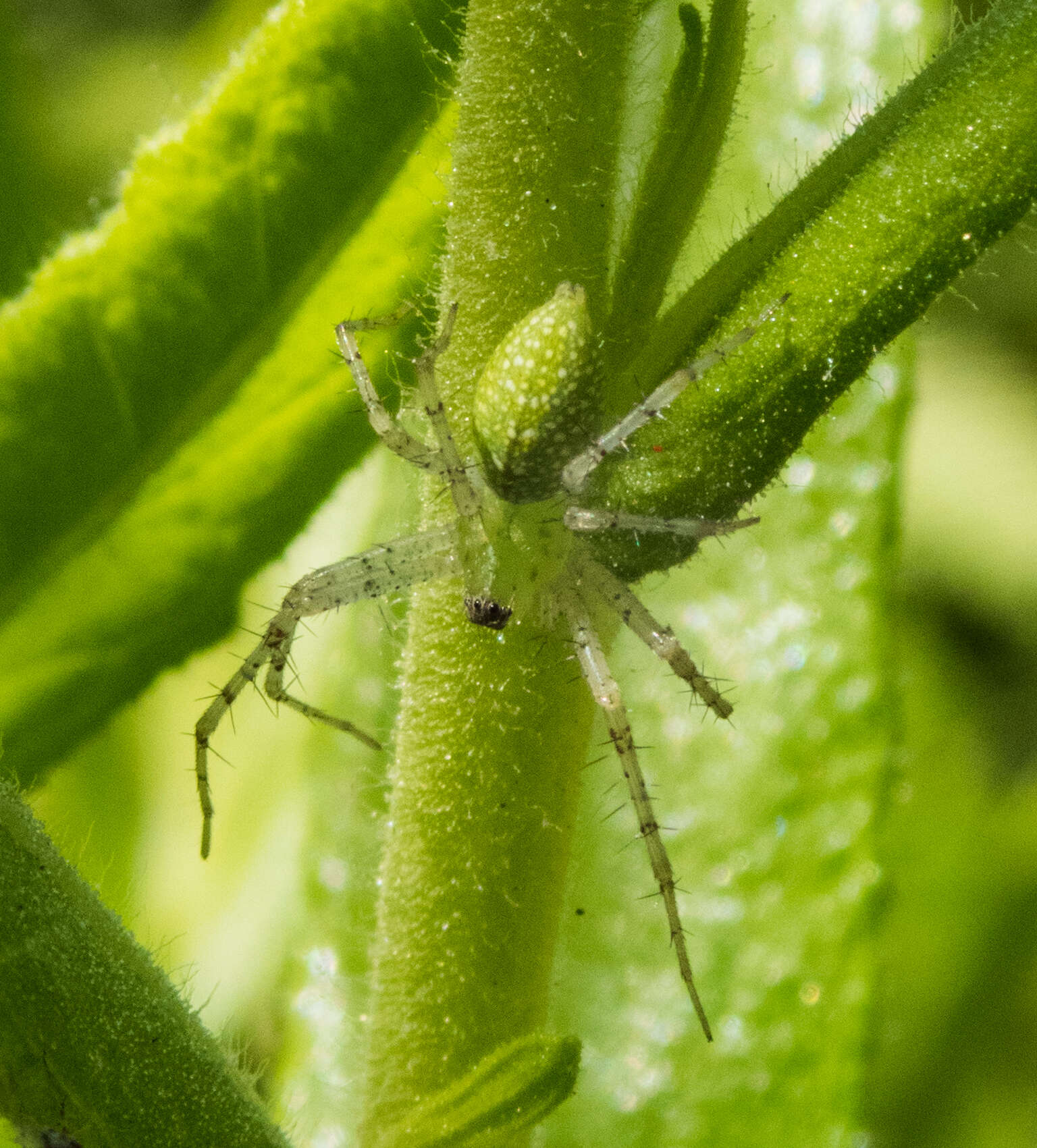 Image of Peucetia virescens (O. Pickard-Cambridge 1872)