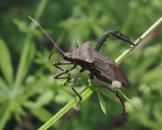 Image of Florida leaf-footed bug