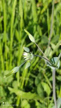 Cerastium perfoliatum L. resmi