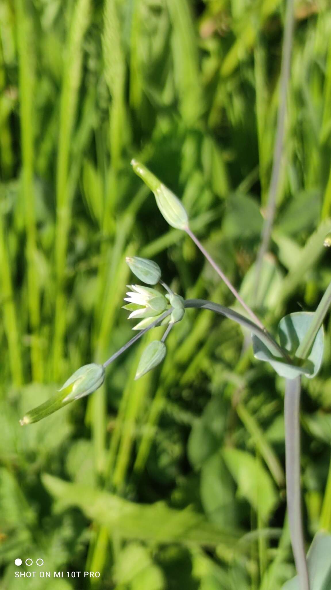 Image of Cerastium perfoliatum L.