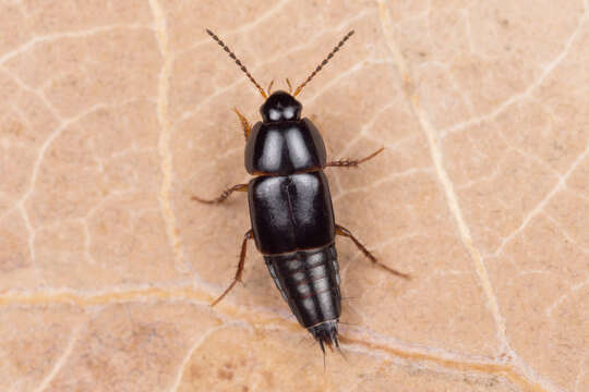 Image of Rove beetle