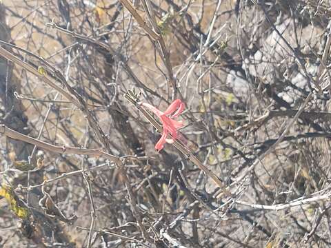 Anisacanthus pumilus (F. G. Dietr.) Nees的圖片