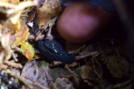 Image of Newzealandia Ogren & Kawakatsu 1991