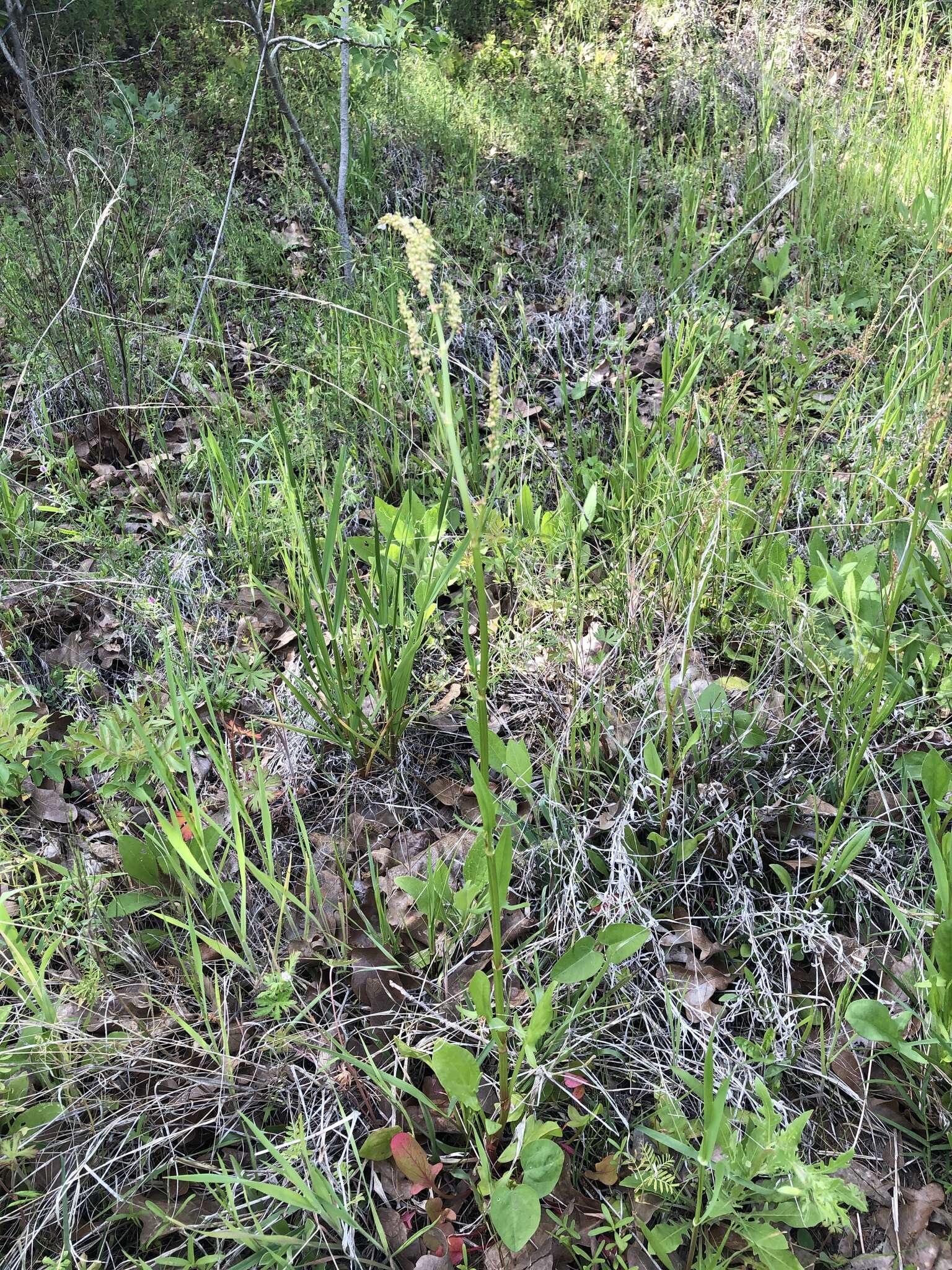 Image de Rumex hastatulus Baldw. apud Ell.