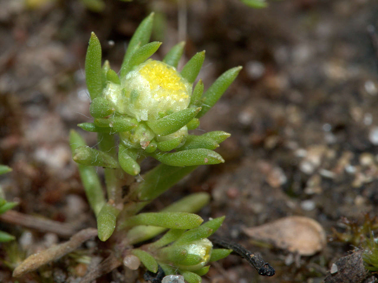 Image of <i>Siloxerus multiflorus</i>