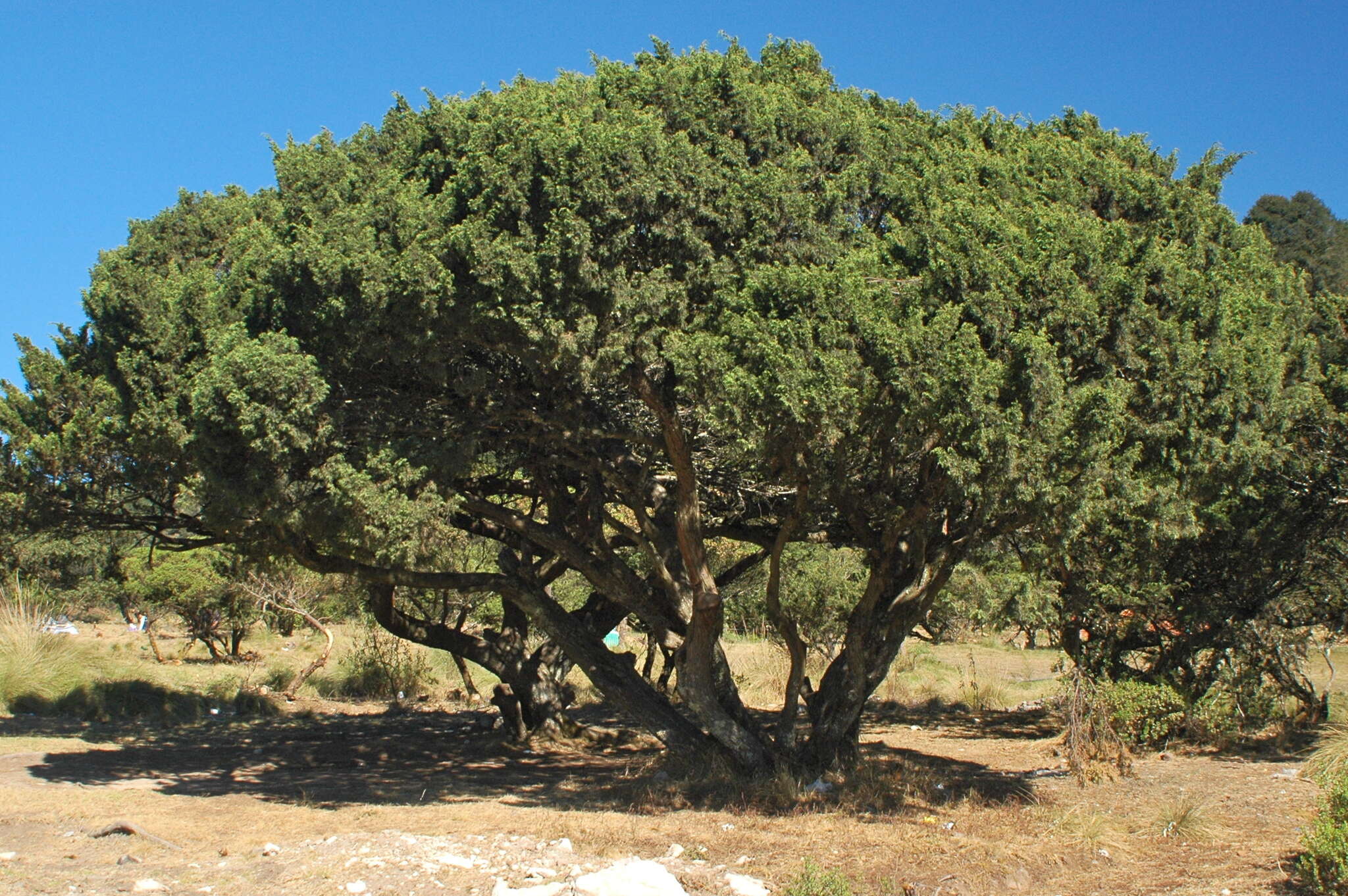 Слика од <i>Juniperus <i>monticola</i></i> f. monticola