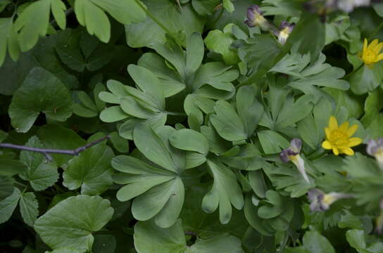 Image of Corydalis hybrida Mikhailova