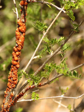 Image of Tachardiella fulgens (Cockerell 1895)