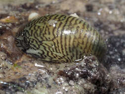 Image of river nerite