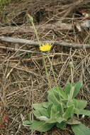 Image of Pilosella macrostolona (G. Schneid.) Sojak