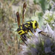 Image de Leucospis gigas Fabricius 1793