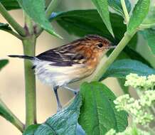 Image of Stripe-chested Antwren