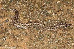 Image of Many-horned adder