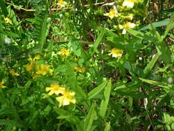 Image of Round-Seed St. John's-Wort