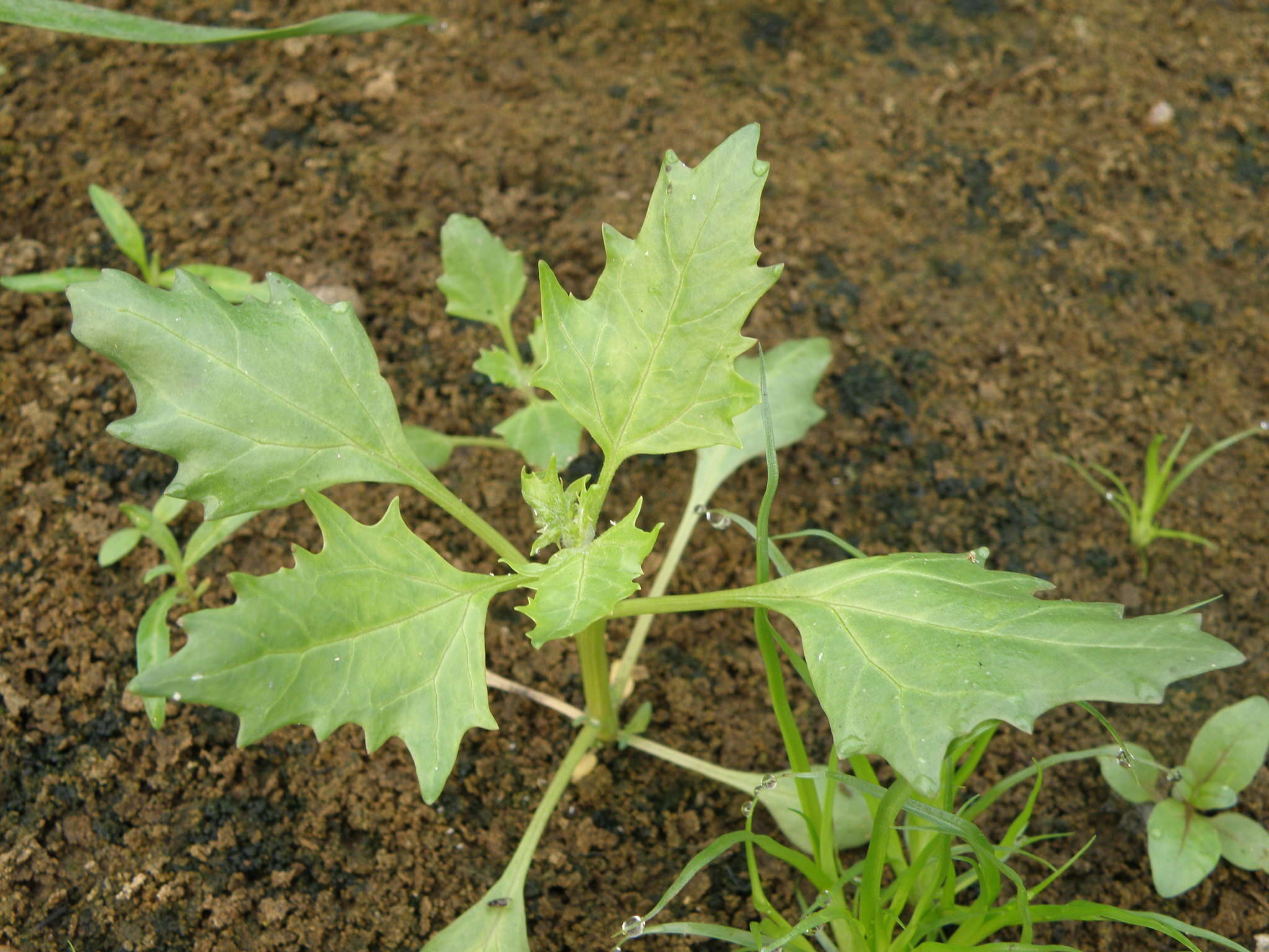 Image of Red Goosefoot