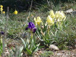 Слика од Iris lutescens Lam.