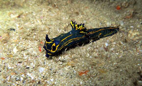 Image of Tyrannodoris caboverdensis (Pola, Cervera & Gosliner 2003)