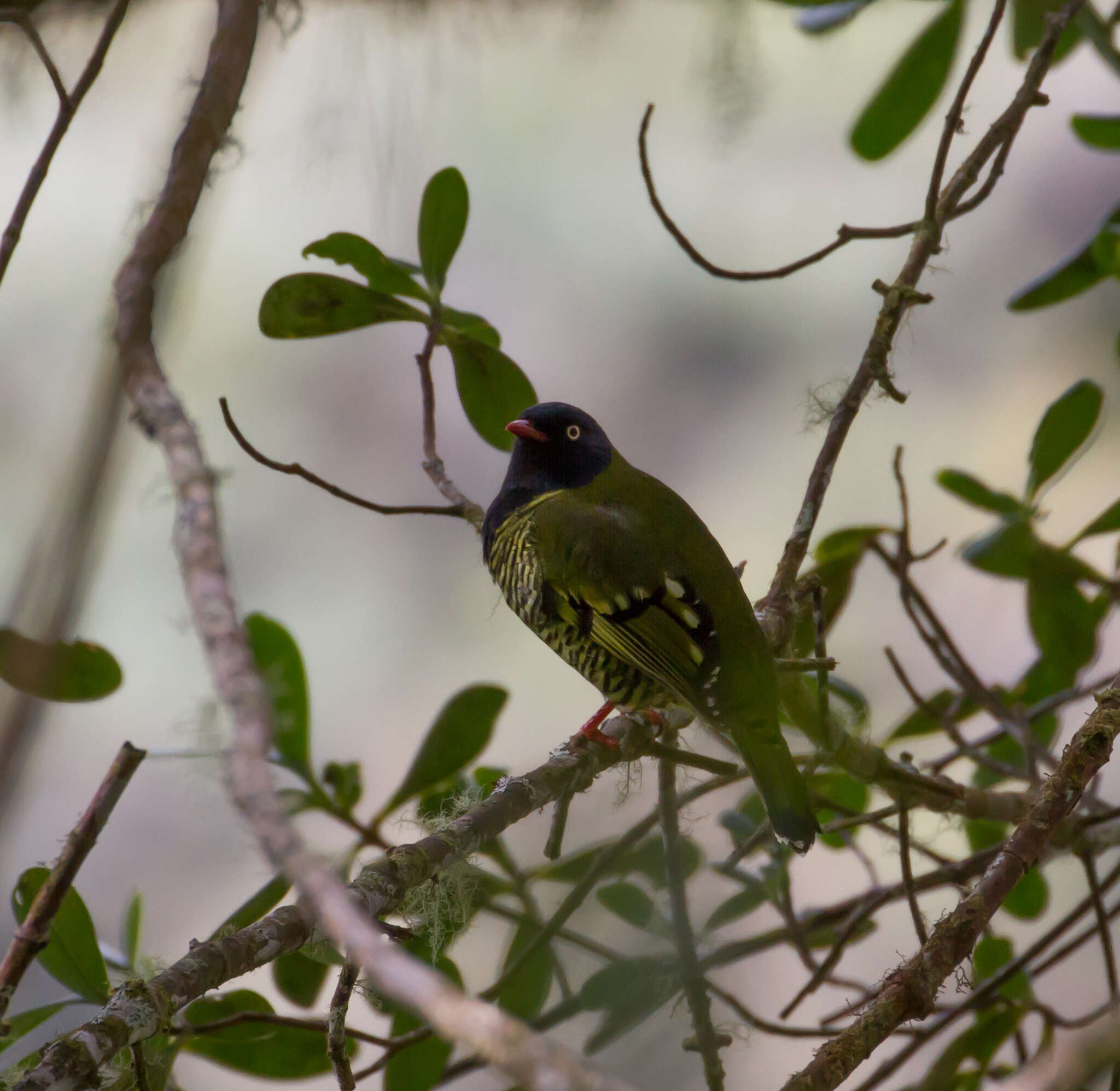 صورة Pipreola arcuata (Lafresnaye 1843)