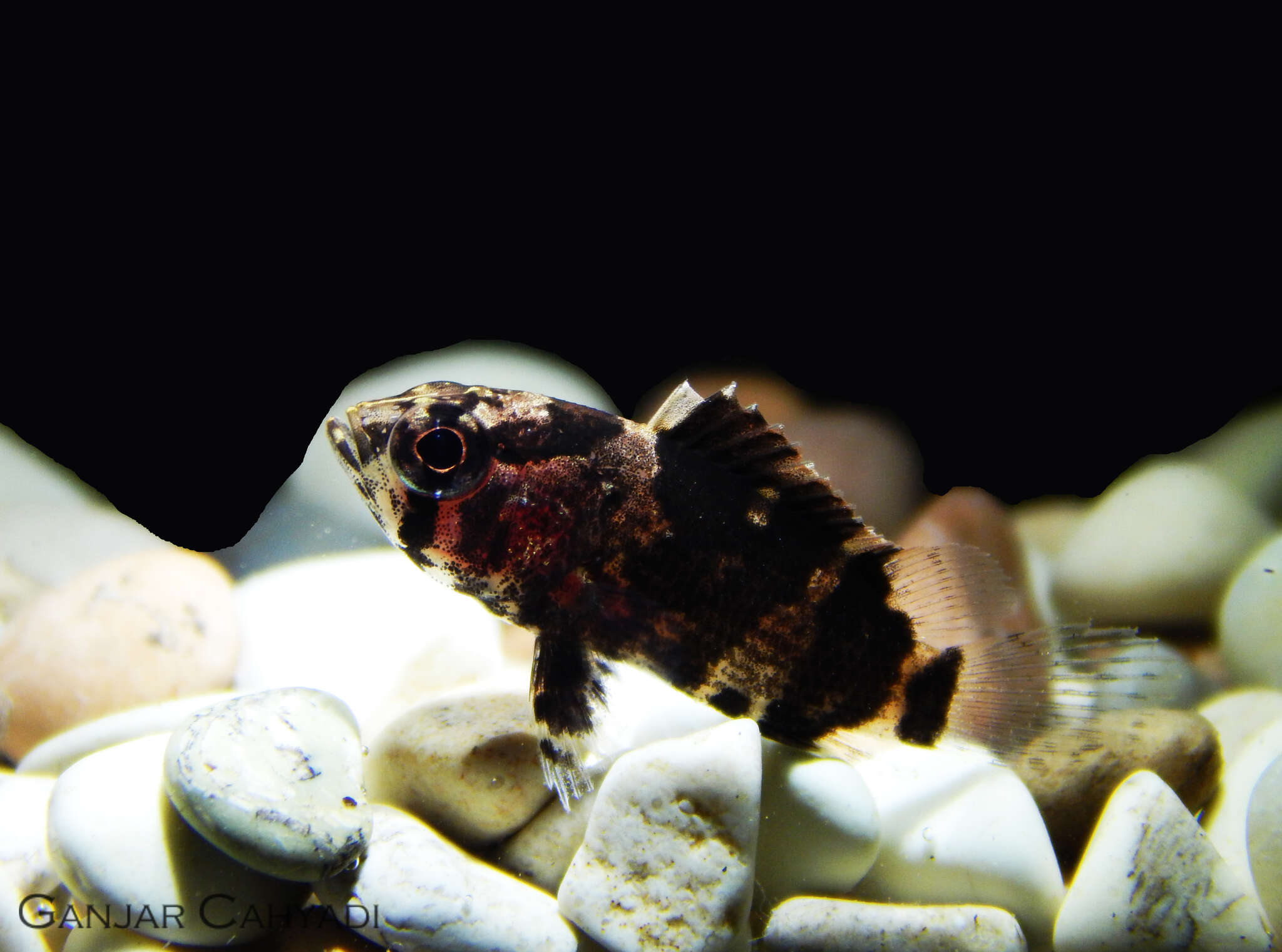 Image of Bornean leaffish