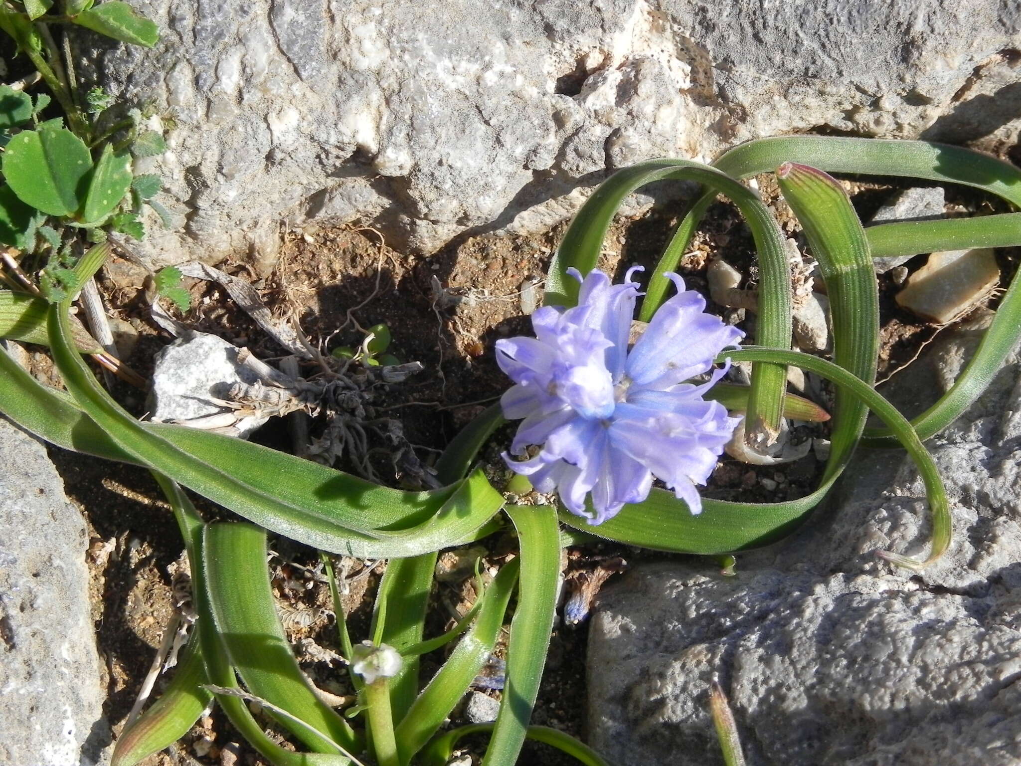 Imagem de Bellevalia hyacinthoides (Bertol.) K. Perss. & Wendelbo