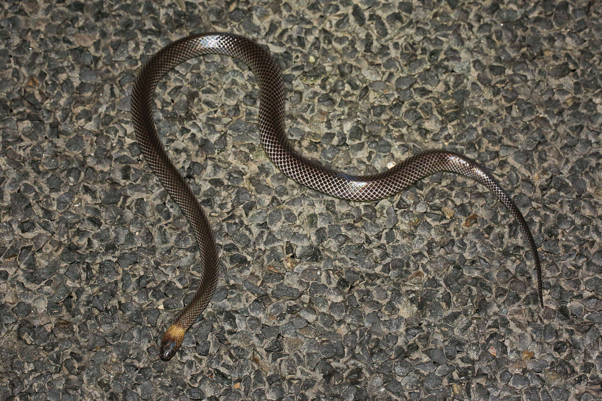 Image of Brown-headed or grey-naped snake