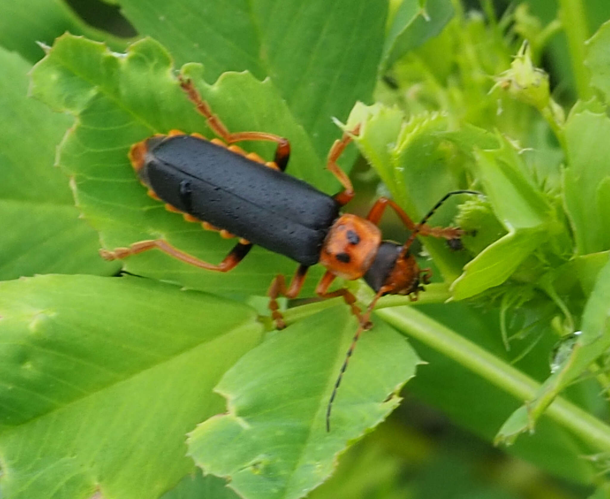 Image of <i>Cantharis marginiventris</i>