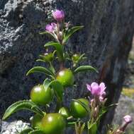 Image of Teedia lucida (Soland.) Rudolphi