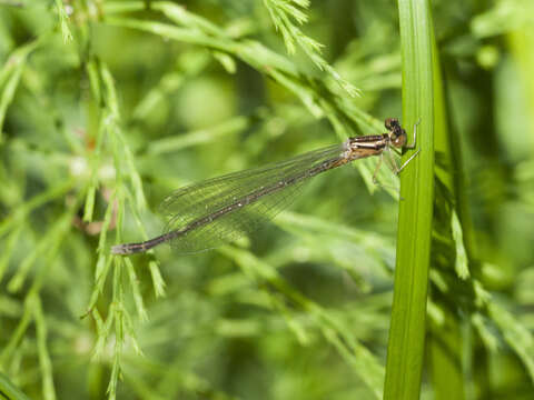 Image of Coenagrion ecornutum (Selys ex Selys & McLachlan 1872)