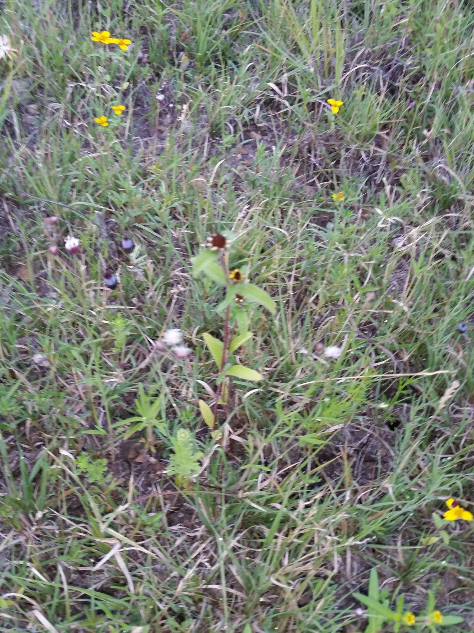 Sanvitalia angustifolia Engelm. ex A. Gray resmi