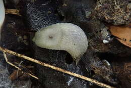 Image of Hedgehog arion