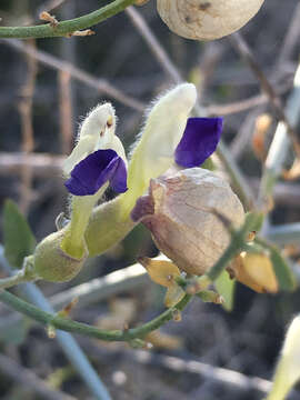 Imagem de Scutellaria mexicana (Torr.) A. J. Paton