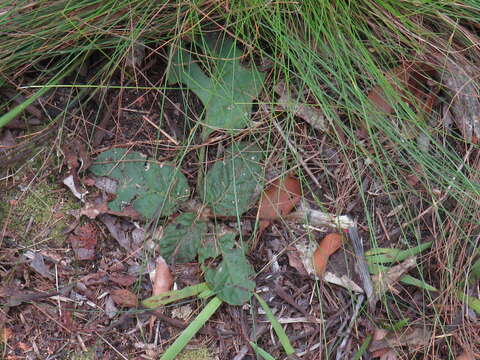 Image of Piloselloides cordata (Thunb.) C. Jeffrey