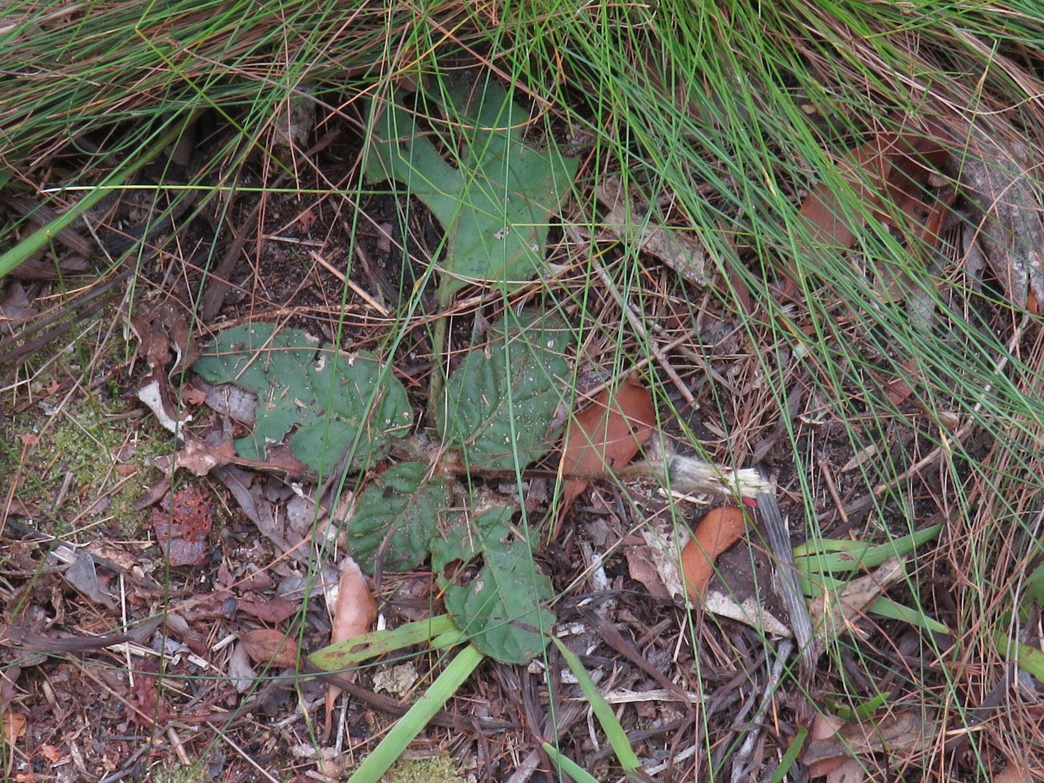 Image of Piloselloides cordata (Thunb.) C. Jeffrey