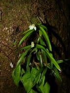 Image of Maxillaria camaridii Rchb. fil.