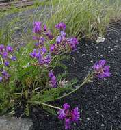 Image de Oxytropis middendorffii Trautv.