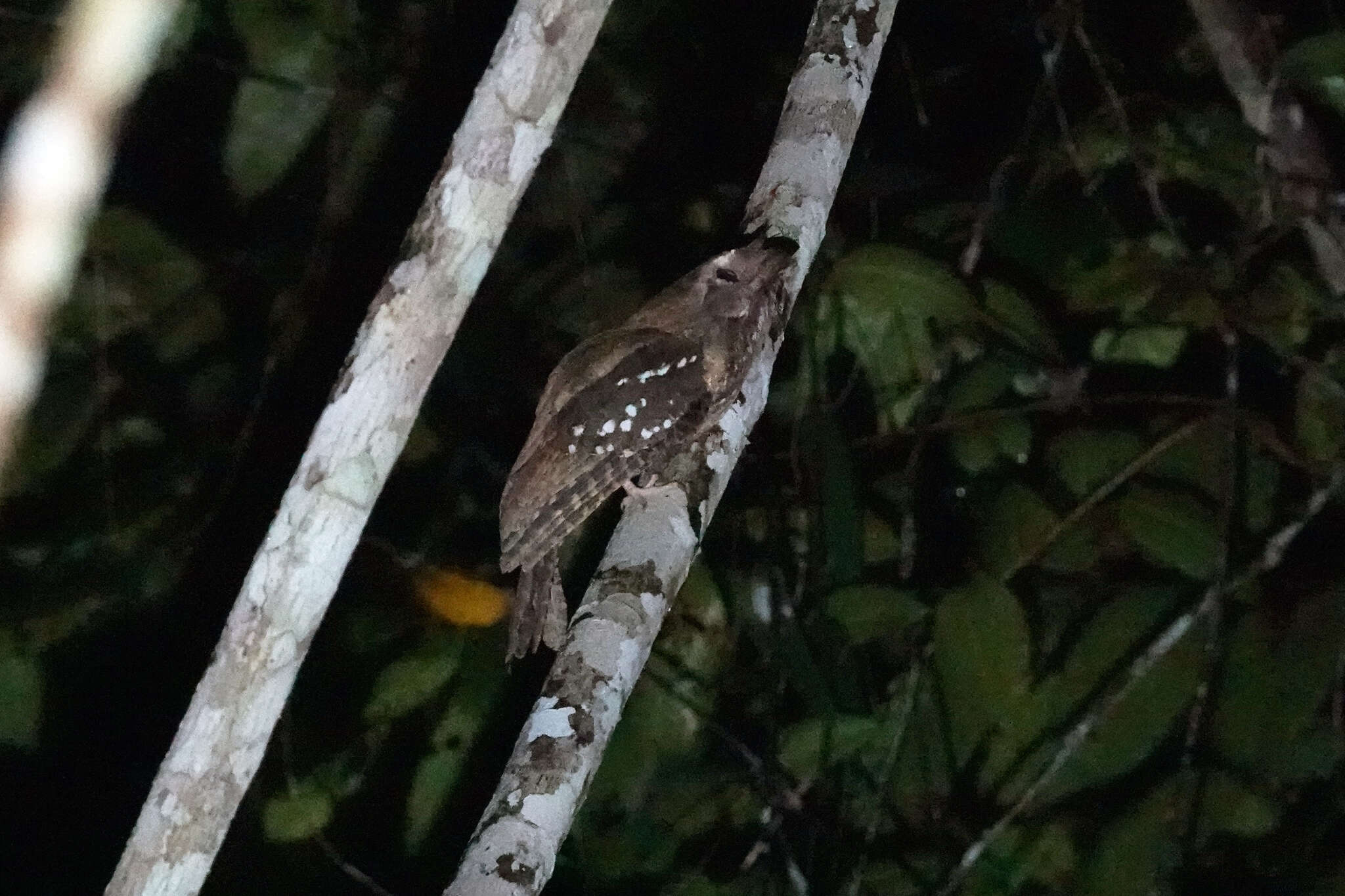 Image of Marbled Frogmouth